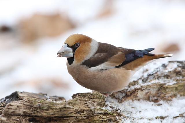 Kernbeißer | Foto: Frank Derer