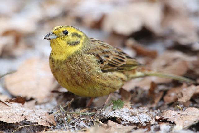 Goldammer | Foto: Frank Derer