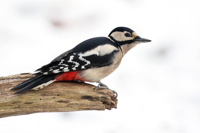 Buntspecht | Foto: Frank Derer