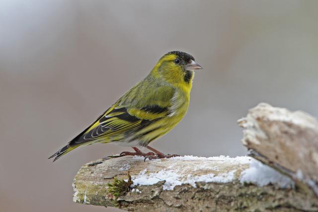 Erlenzeisig | Foto: Dr. Christoph Moning