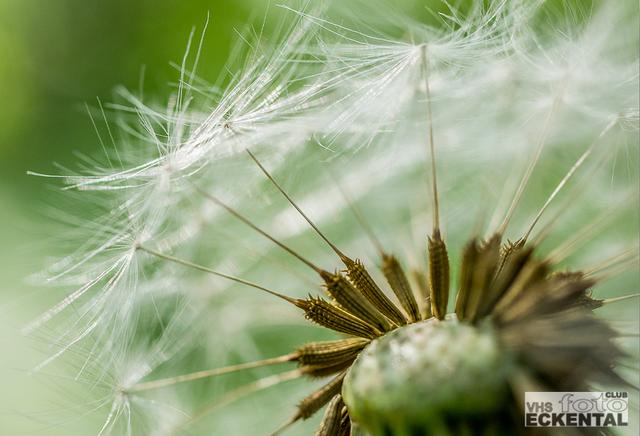 Jüngstes Fotoclub-Mitglied Matthias Bretting ist gerne draußen und findet seine Motive in der Natur.
