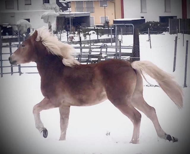 Spaß im Schnee haben auch die großen Vierbeiner. | Foto: Katrin Hasselbach