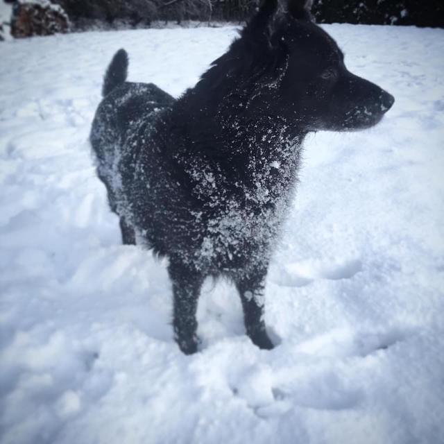 Ein Riesenspaß für Hunde. | Foto: Nicole Suft