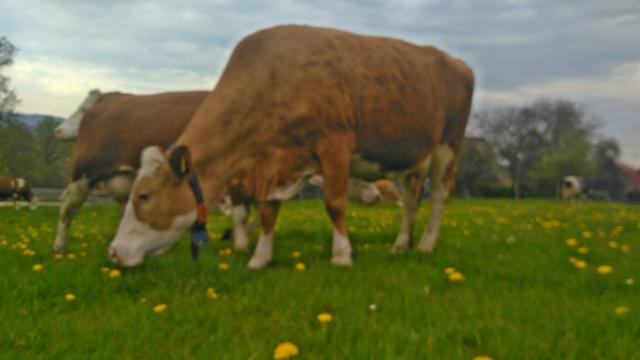 Foto: Julian Engelhard