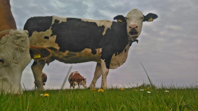 Atlas und Roni (links) | Foto: Julian Engelhard