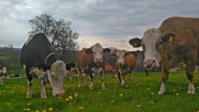 Wir wollen auch aufs Foto… | Foto: Julian Engelhard