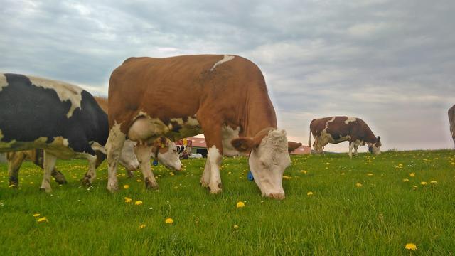 Im Vordergrund: Roni | Foto: Julian Engelhard