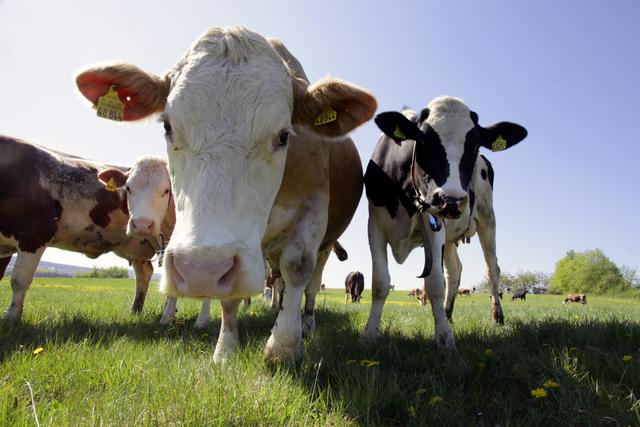 Nein, neugierig sind sie nicht, die Milchmädels vom Haselhof. | Foto: U. Rahner