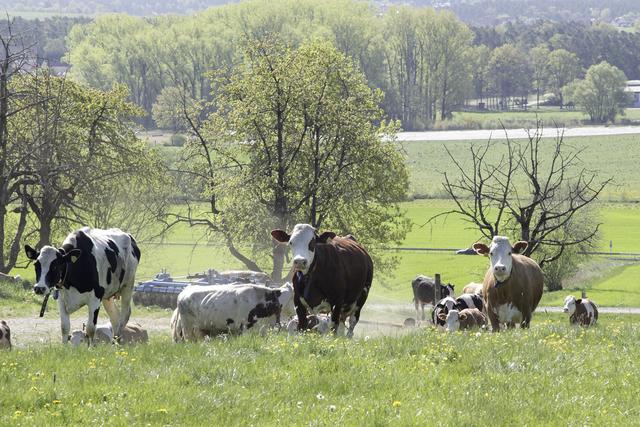 Auf die Plätze, fertig, los… raus auf die Weide. | Foto: U. Rahner