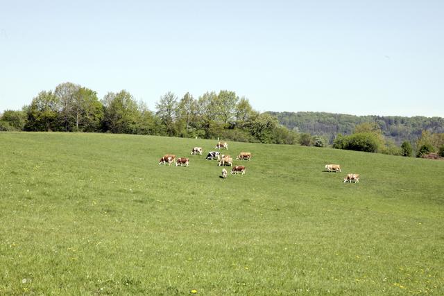 Wenn es ausreichend regnet, kann das Gras auf der hofnahen Weide über den Sommer reichen. | Foto: U. Rahner