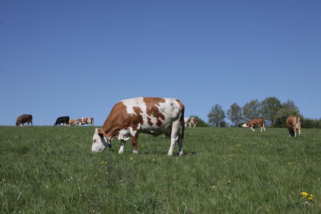 Mehrere Rinder-Rassen stehen hier auf der Weide, überwiegend aber das Fleckvieh als Zweinutzungsrind für Milch- und Fleischnutzung. | Foto: U. Rahner