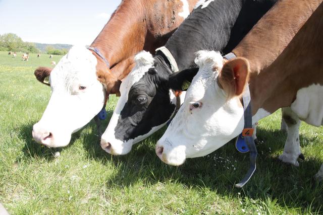 Perfekte Choreografie | Foto: U. Rahner