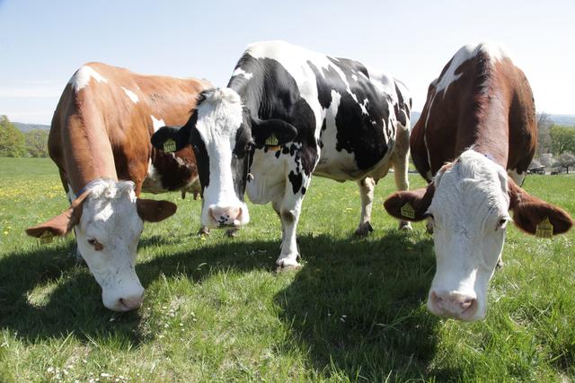 Schaut mal – hier ist das Gras am besten! | Foto: U. Rahner