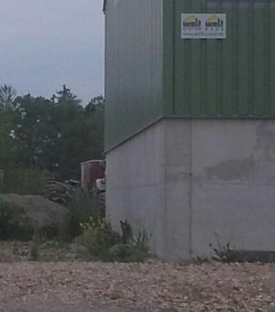 Das erste "Fahndungsfoto" von dem mutmaßlichen Goldschakal, der in und um Oberschöllenbach gesehen worden sein soll und sich nun sehr wahrscheinlich als langbeinige Füchsin entpuppt hat... | Foto: Jürgen Korb