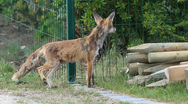 Rotfuchs | Foto: Günter Escher