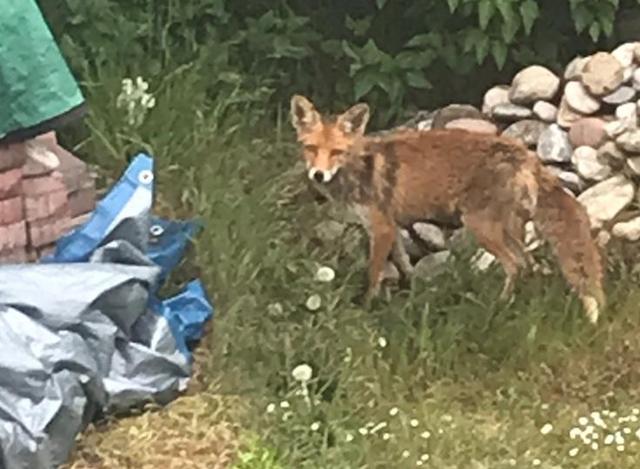 Rotfuchs | Foto: C. Barisch