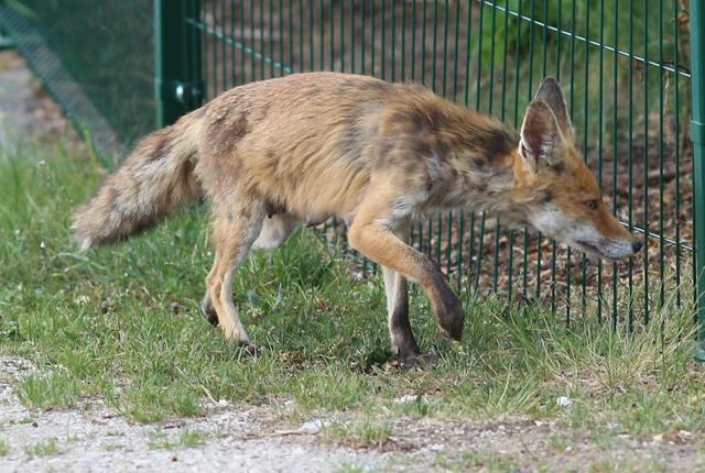 Rotfuchs | Foto: Günter Escher