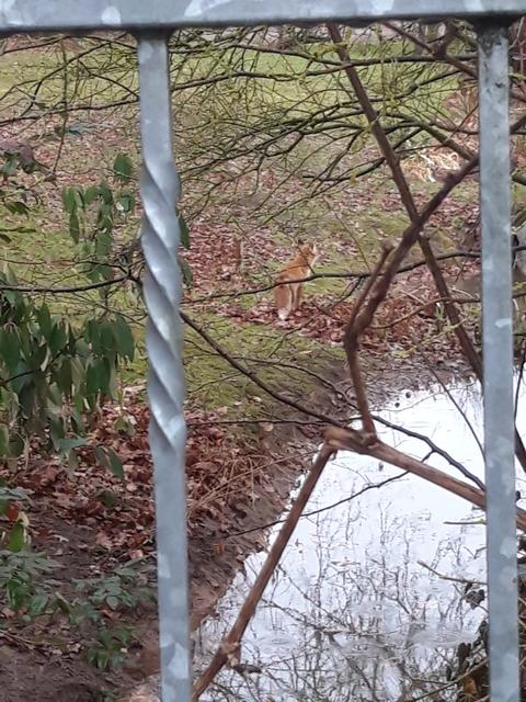 Tobias Haußner hat den Fuchs bereits im Januar entdeckt. | Foto: Tobias Haußner