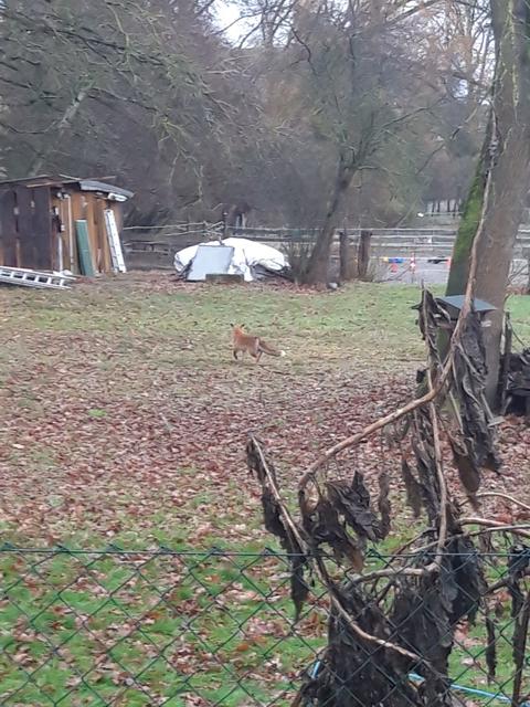 Tobias Haußner hat den Fuchs bereits im Januar entdeckt. | Foto: Tobias Haußner