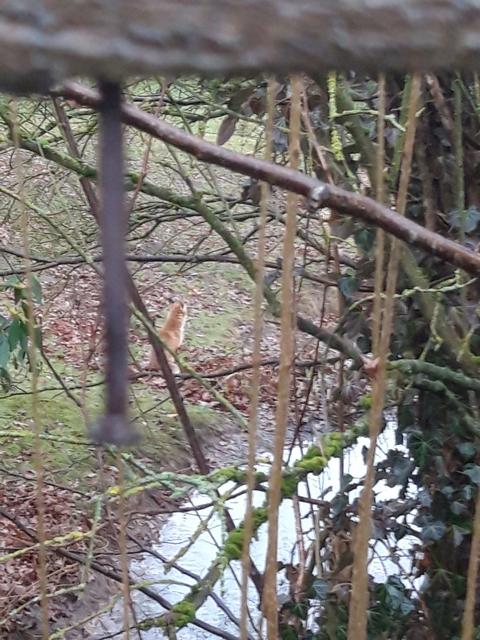Tobias Haußner hat den Fuchs bereits im Januar entdeckt. | Foto: Tobias Haußner