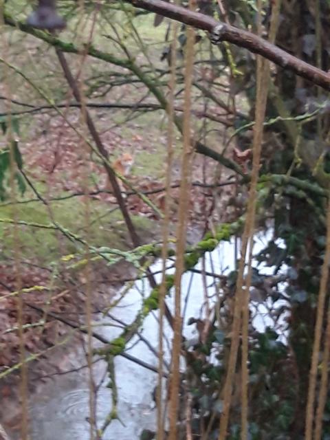 Tobias Haußner hat den Fuchs bereits im Januar entdeckt. | Foto: Tobias Haußner