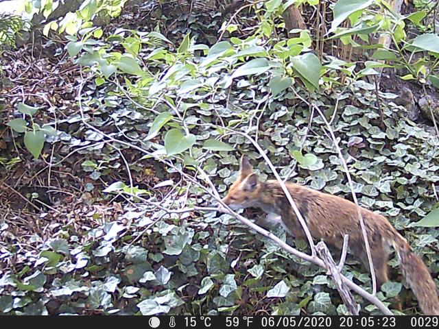 Ellen Kappelt hat Aufnahmen aus einer Wildtierkamera. Vermutlich ist hier sogar der Fuchsbau zu erkennen (links). Aus dieser Wildtierkamera stammen auch Filmaufnahmen. | Foto: Ellen Kappelt