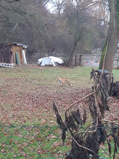 Tobias Haußner hat den Fuchs bereits im Januar entdeckt. | Foto: Tobias Haußner