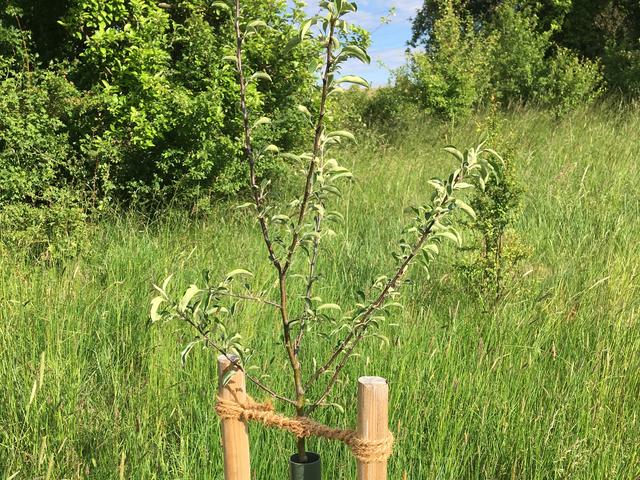 Junger Apfelbaum gepflanzt im November 2019 | Foto: Dr. Gerd Bachbauer