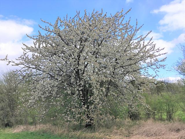 Kirschblüte auf der Streuobstwiese | Foto: Dr. Gerd Bachbauer