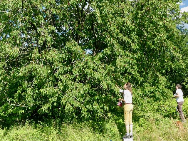 Kirschenernte am Baum | Foto: Axel Gosoge