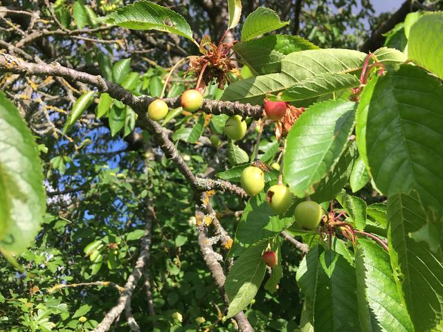 Kirschen im Wachstum | Foto: Dr. Gerd Bachbauer