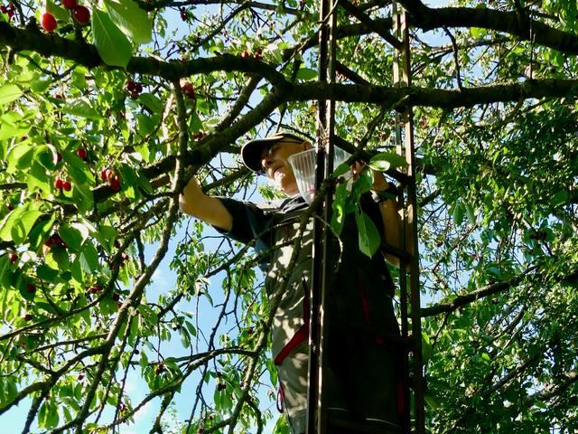 Kirschenernte im Baum | Foto: Axel Gosoge