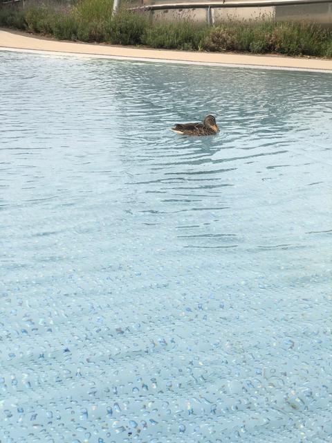 (Zunächst) einsam zog die Ente ihre Bahnen. | Foto: Christine Dollinger