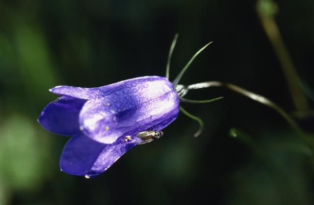Wiesen-Glockenblume: eine zarte, grazile Schönheit  | Foto: M.Schi.