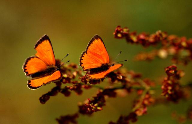 Harmonie pur: Schmetterlingspärchen saugt Nektar auf den rostbraunen Blüten des Wiesen-Sauerampfer | Foto: M.Schi.