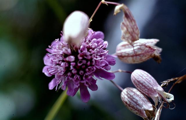 Wiesen-Skabiose und Taubenkopf-Leimkraut | Foto: M.Schi.