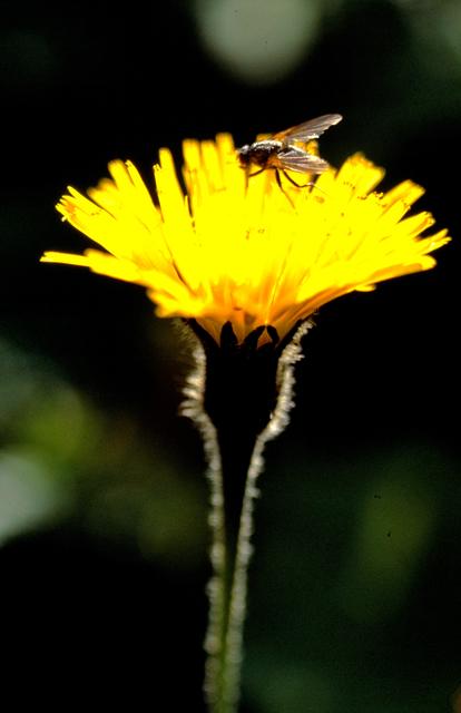 Arnika, Heilpflanze | Foto: M.Schi.