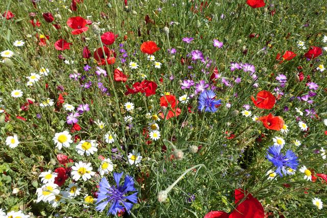 Ein kleines, selten gewordenes Paradies: bunte Sommerwiese in der Fränkischen Schweiz  | Foto: M.Schi.