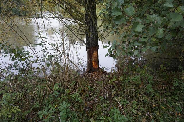 Auch hier war der Biber am Werk.  | Foto: J. Müller