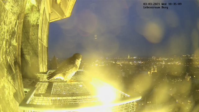 Besonders in den Stunden der Dämmerung kann man per Webcam hoch oben vom Sinwellturm stimmungsvolle Bilder von Nürnberg erleben. | Foto: Screenshot: Lebensraum Burg