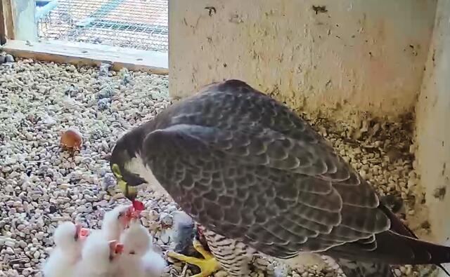 Vier kleine Schnäbel strecken sich der Falkenmutter entgegen, als es am Samstag zur Fütterung eines Beutevogels kommt. | Foto: Screenshot: Lebensraum Burg
