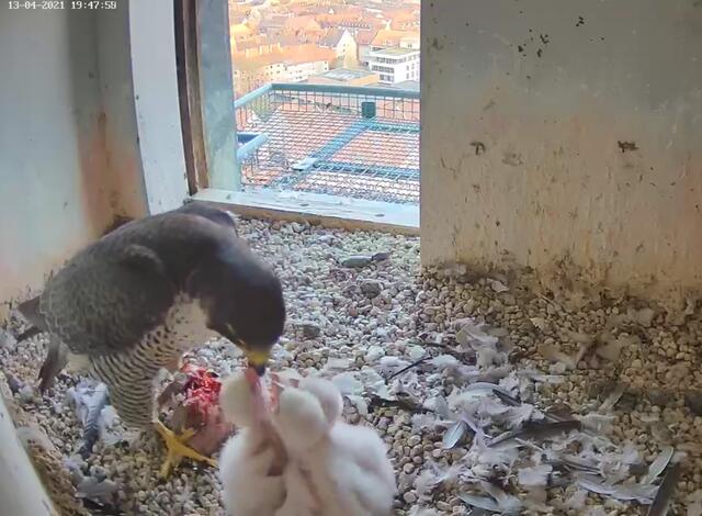 Am Dienstag, 13. April, haben die vier Küken bei der Fütterung wieder gut mitgemacht. Inzwischen sind sie schon deutlich größer geworden. | Foto: Screenshot: Lebensraum Burg