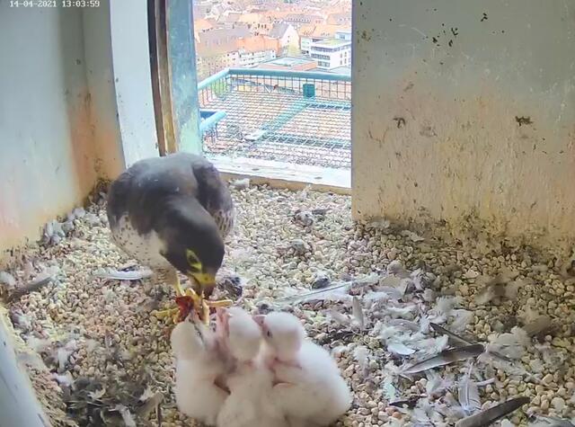 Tag für Tag werden die vier Küken größer. Hier eine Aufnahme von Mittwoch, 14. April. | Foto: Screenshot: Lebensraum Burg