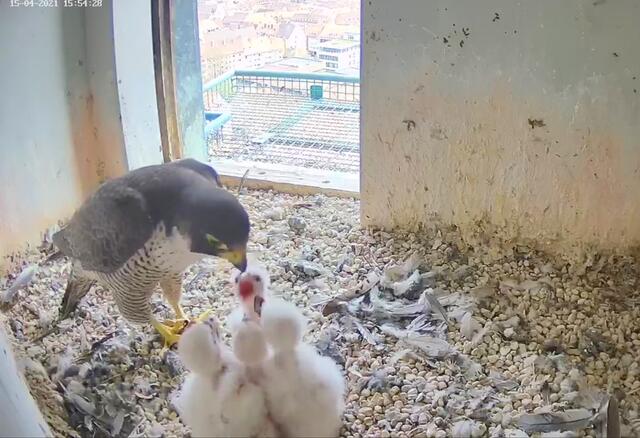 Auch am Donnerstag, 15. April, schafften die Elternvögel reichlich Beute heran, um die hungrigen Schnäbel zu stopfen. | Foto: Screenshot: Lebensraum Burg