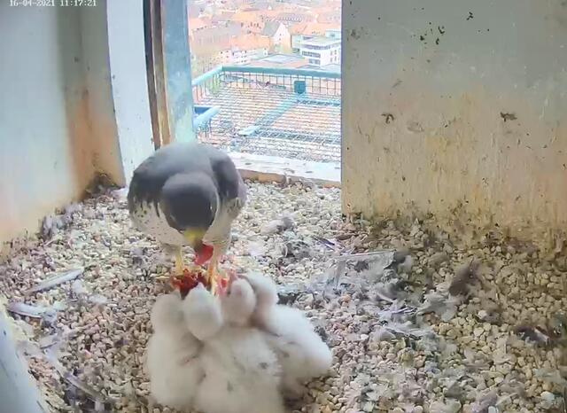 Der Hunger der vier Küken ist enorm. Laufend schaffen die alten Wanderfalken frische Beute heran. Wer derzeit auf die Webcam schaut, hat gute Chancen, eine Fütterung zu sehen. | Foto: Screenshot: Lebensraum Burg