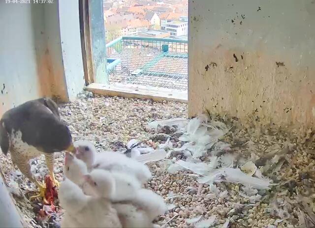 Am Montag, 19. April, gab es ganz schön große Brocken für die vier hungrigen Jung-Falken. | Foto: Screenshot: Lebensraum Burg