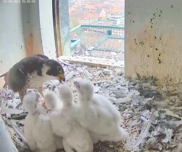 Es ist kaum zu glauben, wie schnell die vier jungen Wanderfalken wachsen. Diese Aufnahme stammt von Mittwoch, 21. April. | Foto: Screenshot: Lebensraum Burg