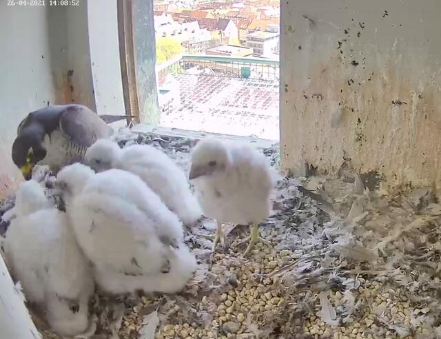 Inzwischen müssen die Küken nicht mehr komplett gefüttert werden. Wie hier am Montag, 26. April, machen sie sich schon selbstständig an der Beute zu schaffen. | Foto: Screenshot: Lebensraum Burg