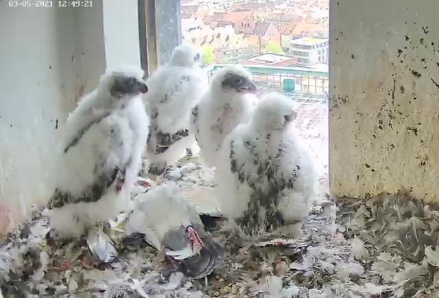 Schon sind die jungen Falken so groß, dass sie die Beute – in diesem Fall eine Taube – selbst zerlegen. | Foto: Screenshot: Lebensraum Burg