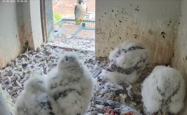 Am Montag, 3. Mai, werden die Falken-Jungen von einem Altvogel beobachtet. | Foto: Screenshot: Lebensraum Burg
